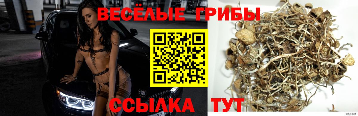 Псилоцибиновые грибы MAGIC MUSHROOMS Владимир